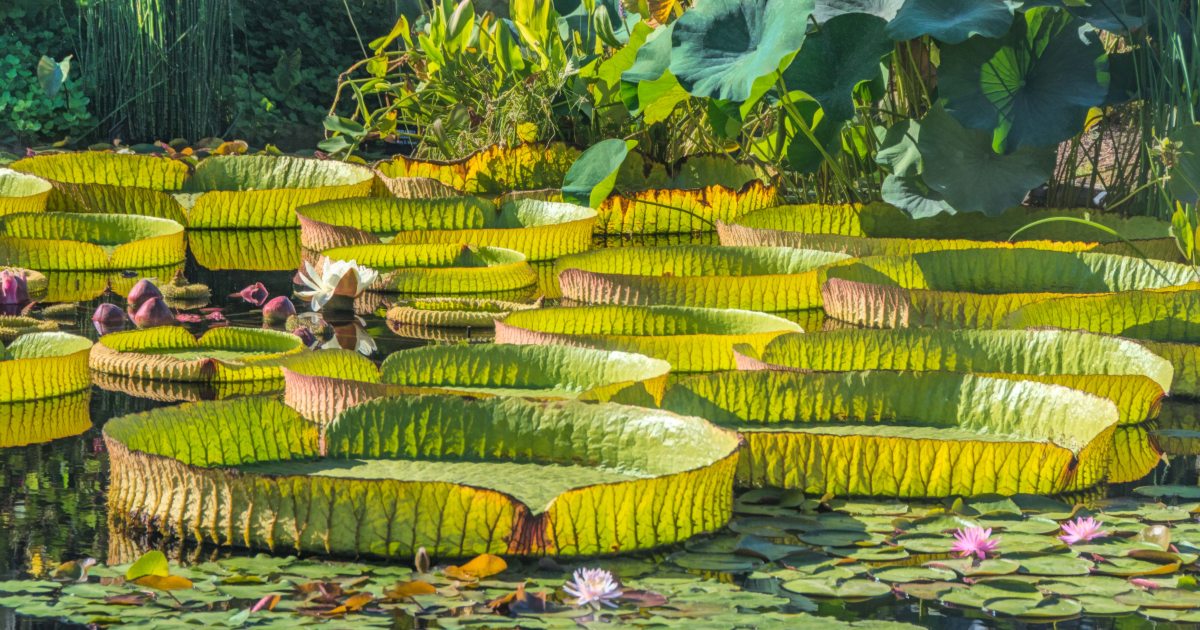 Water-platter Collection (Victoria) | Longwood Gardens